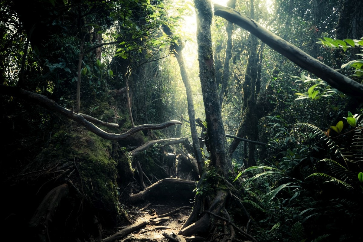 10 najpiękniejszych puszcz w Polsce