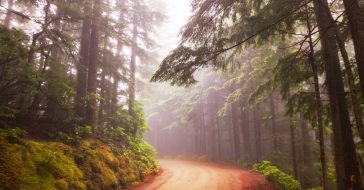 7 najbardziej niesamowitych lasów świata