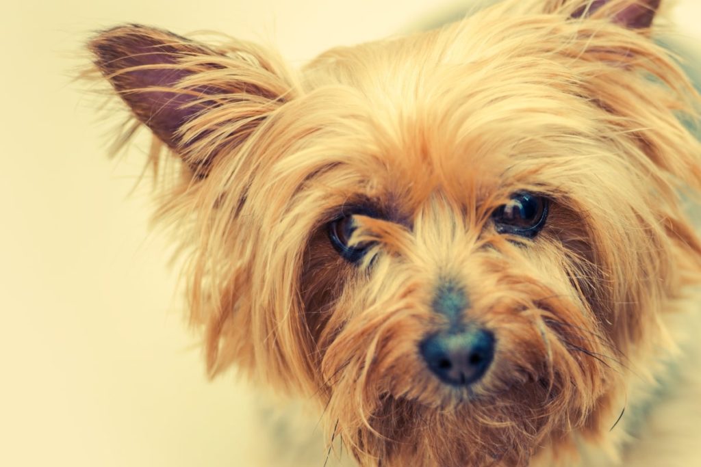 Australian silky terrier