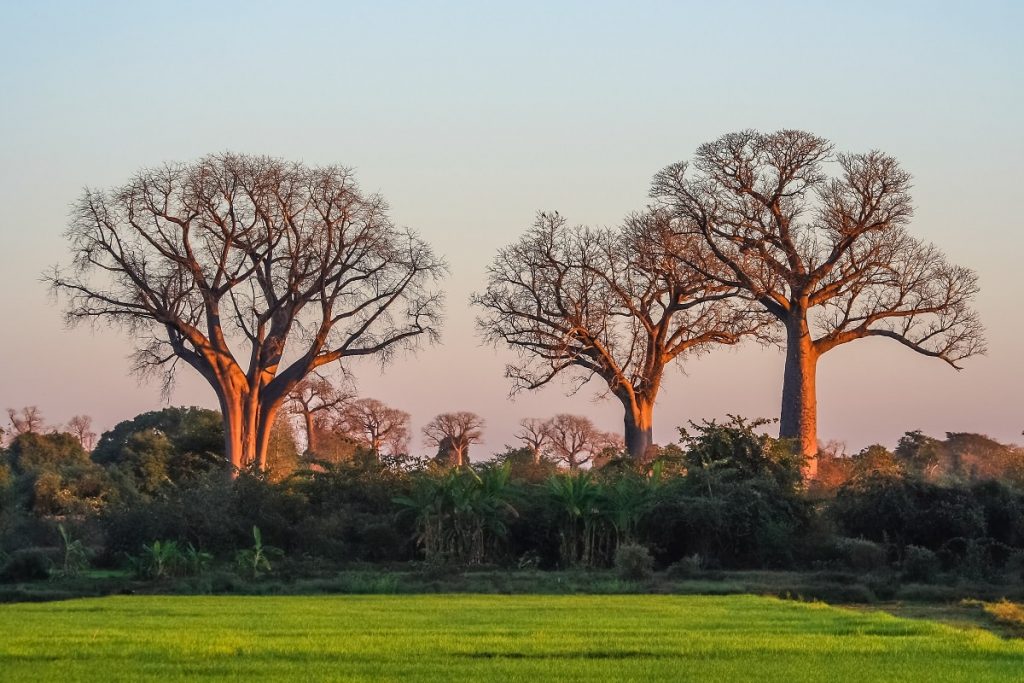 Baobaby – Madagaskar