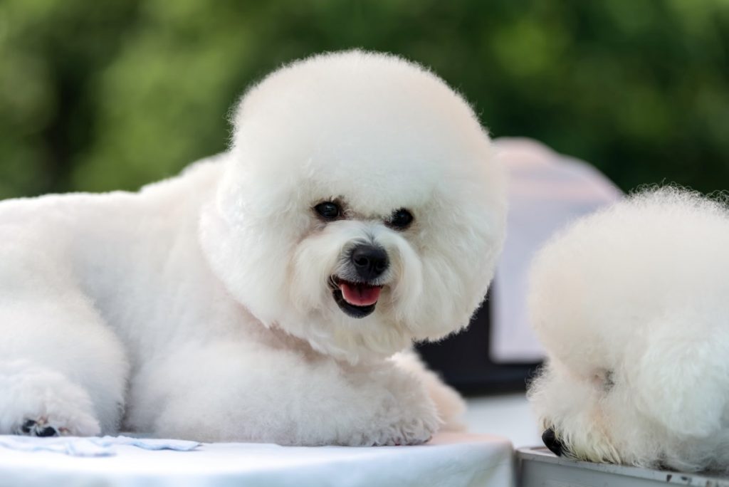 Bichon frise