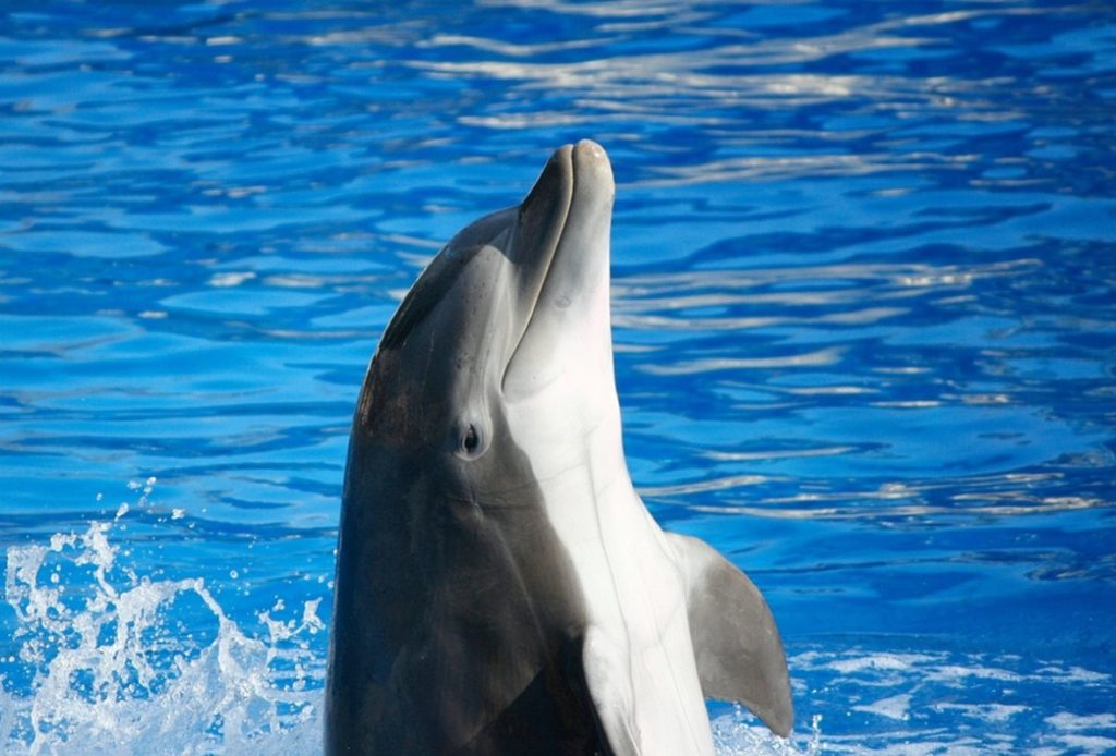 Delfin ma na imię...