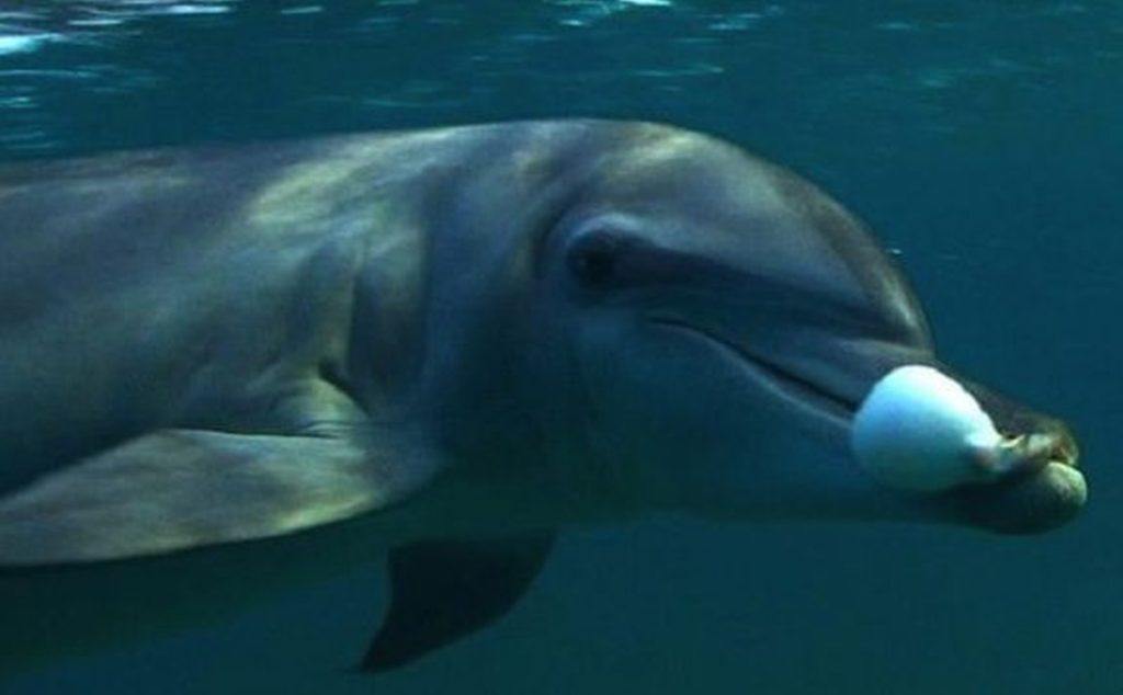 Delfiny i narkotyki