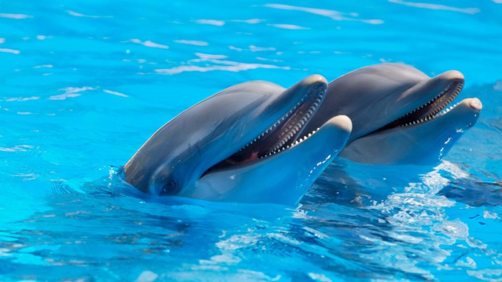 Delfiny i seks