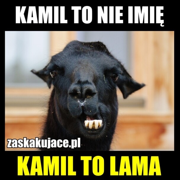 Kamil to nie imię, Kamil to lama