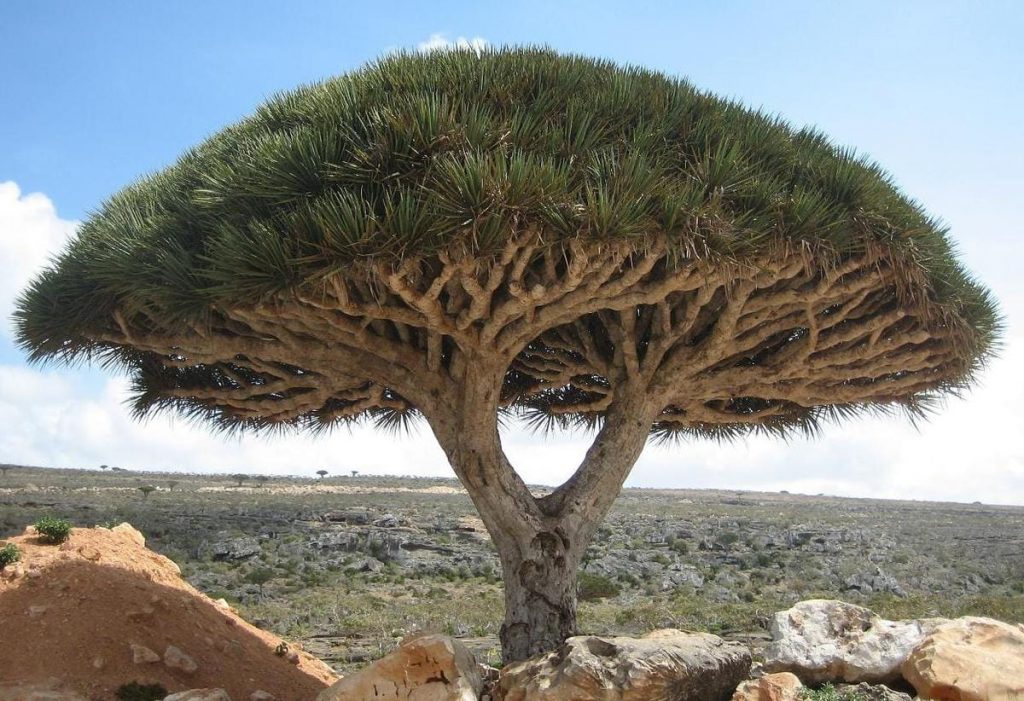 Koper gigant – Sokotra