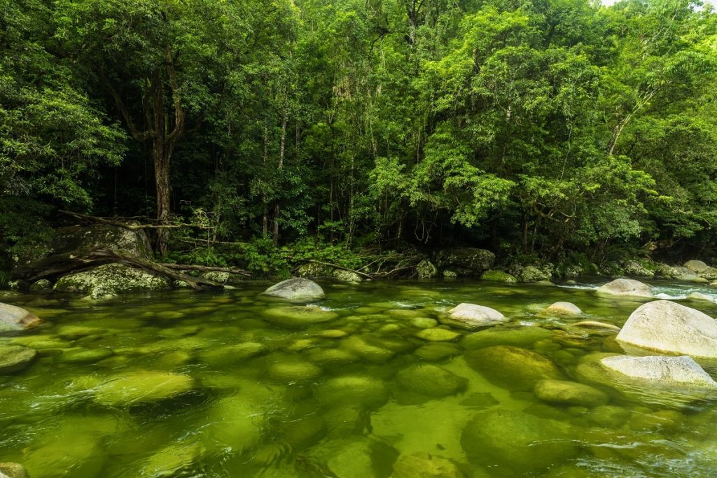 Las deszczowy Daintree