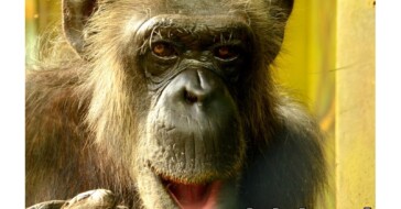 Marcin to nie imię, Marcin to szympans