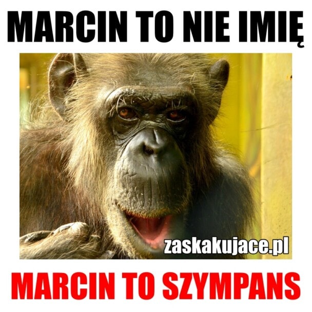 Marcin to nie imię, Marcin to szympans