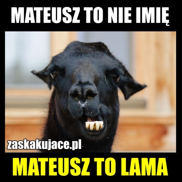 Mateusz to nie imię, Mateusz to lama