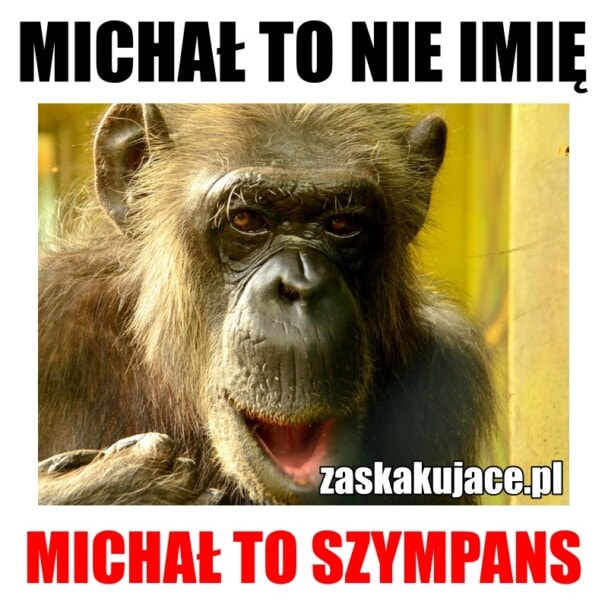 Michał to nie imię, Michał to szympans