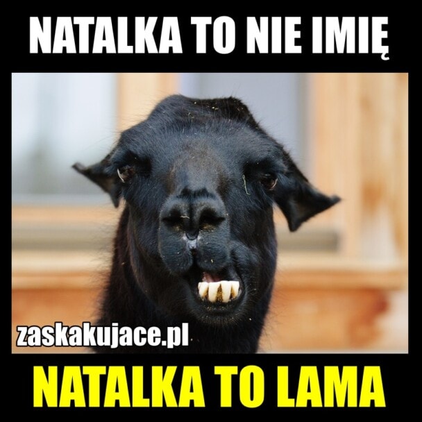 Natalka to nie imię, Natalka to lama