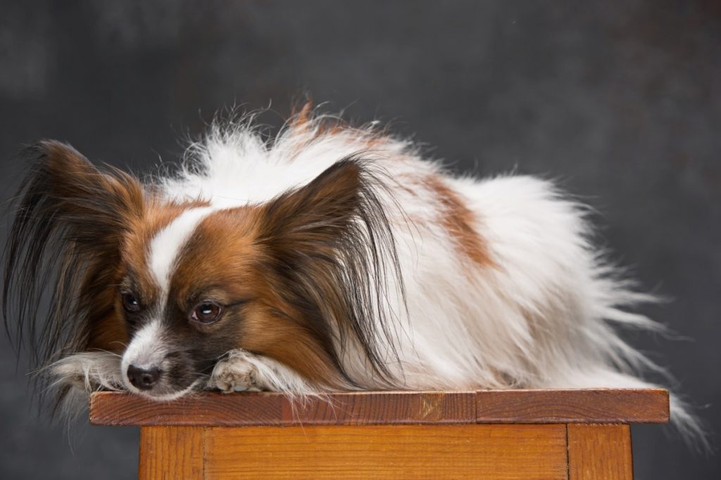 Papillon - Spaniel kontynentalny miniaturowy