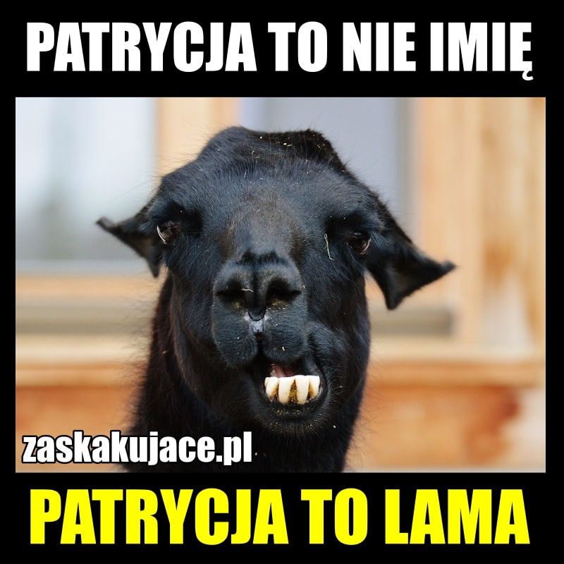 Patrycja to nie imię, Patrycja to lama