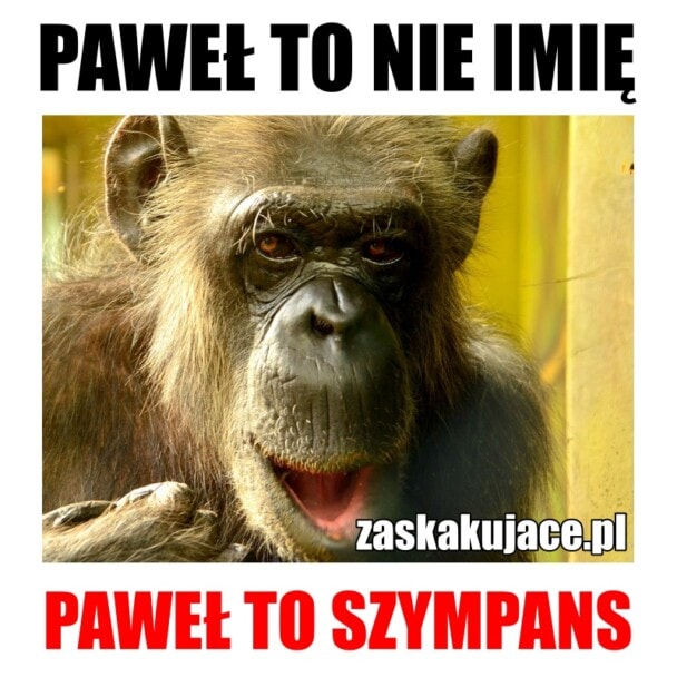 Paweł to nie imię, Paweł to szympans