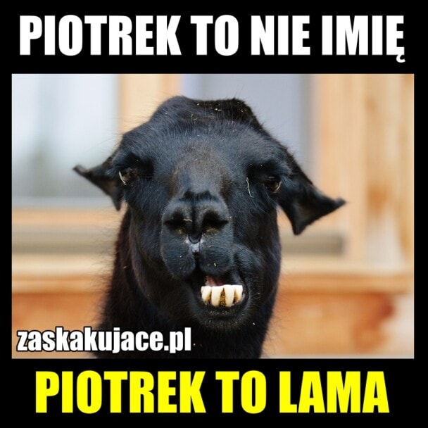 Piotrek to nie imię, Piotrek to lama