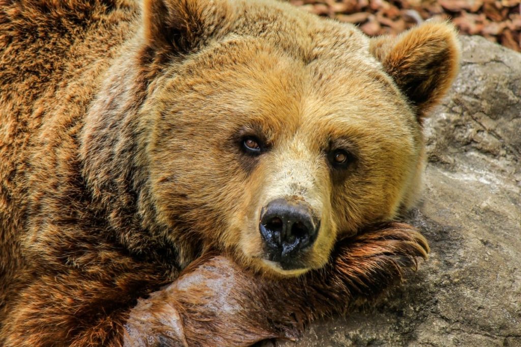 Prabhu Bhatara przekonał się o tym, że selfie z niedźwiedziem to zły pomysł