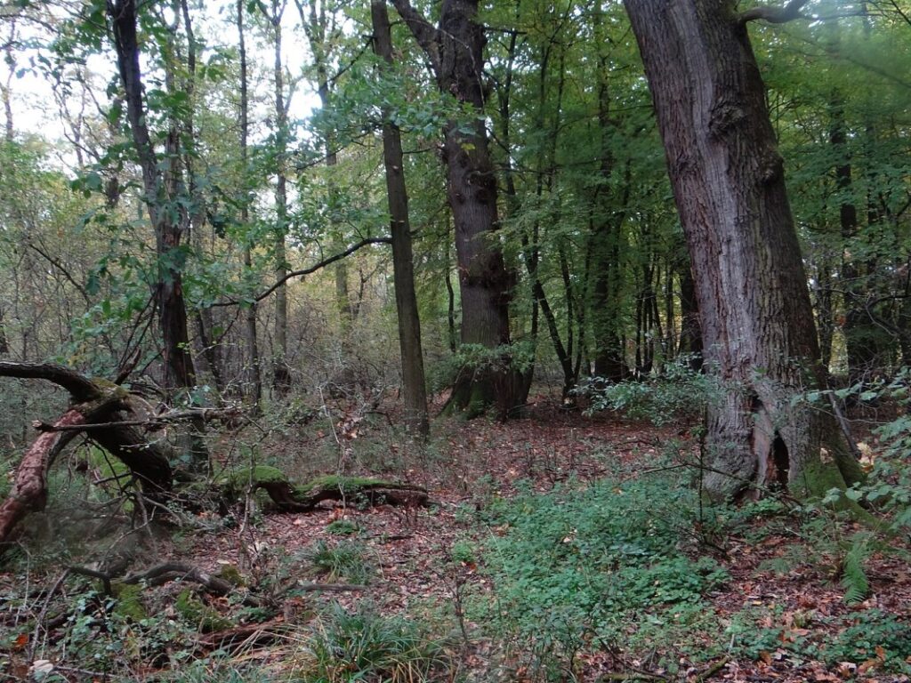 Puszcza Niepołomicka