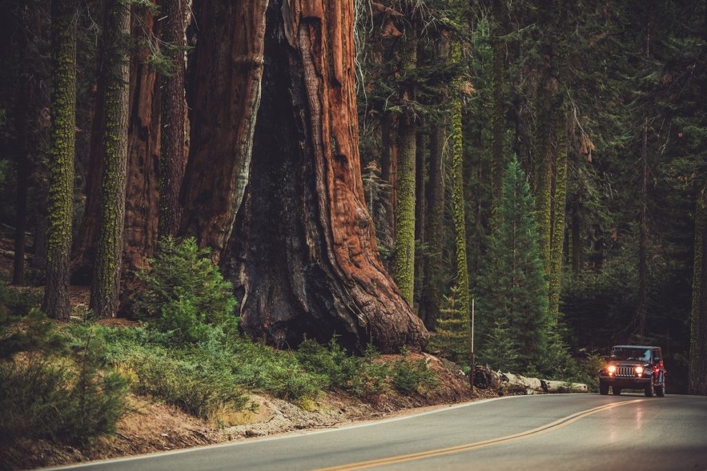 Kalifornijski Park Narodowy Redwood