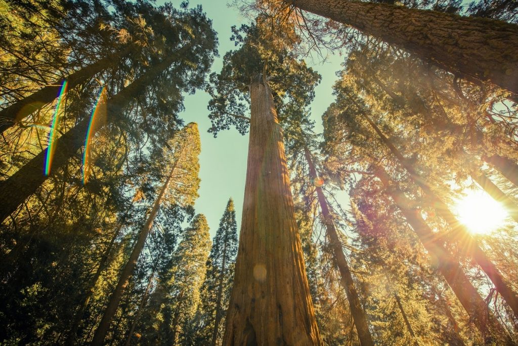 Kalifornijski Park Narodowy Redwood