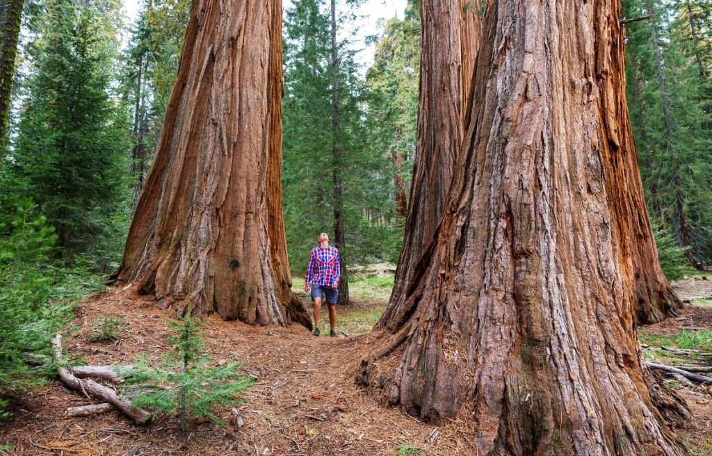 Kalifornijski Park Narodowy Redwood