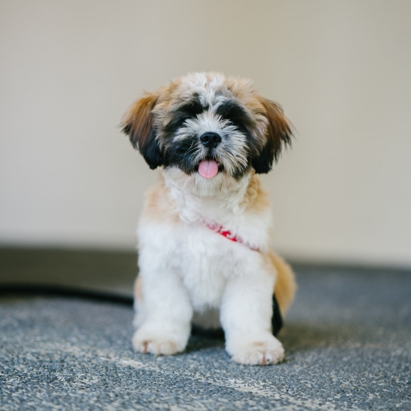 Shit Tzu