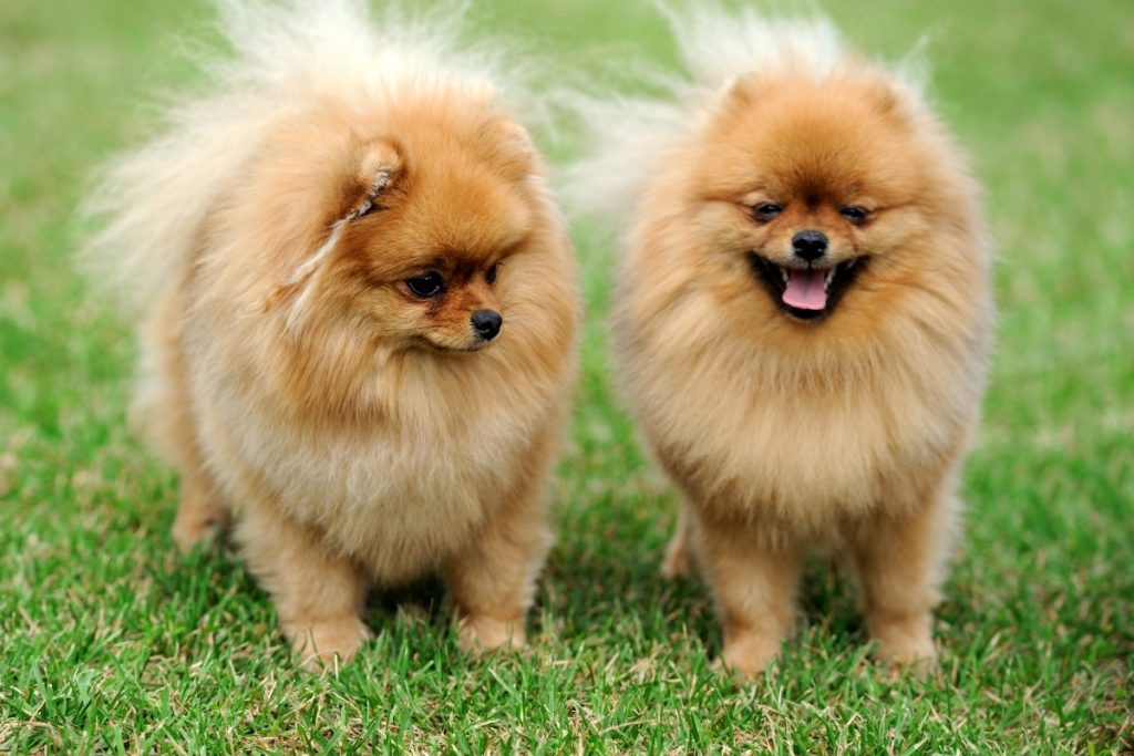 Szpic miniaturowy - Pomeranian