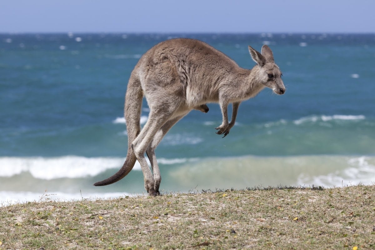 Tajemnice czerwonego lądu - 10 zaskakujących ciekawostek o Australii